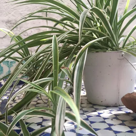 Apartment Patio *